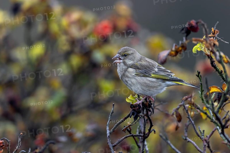 The seeds of the potato rose (Rosa rugosa) are an important food source for many finches, here a female greenfinch (Chloris chloris) has opened a rose hip to eat the seeds, Rabatte, Germany