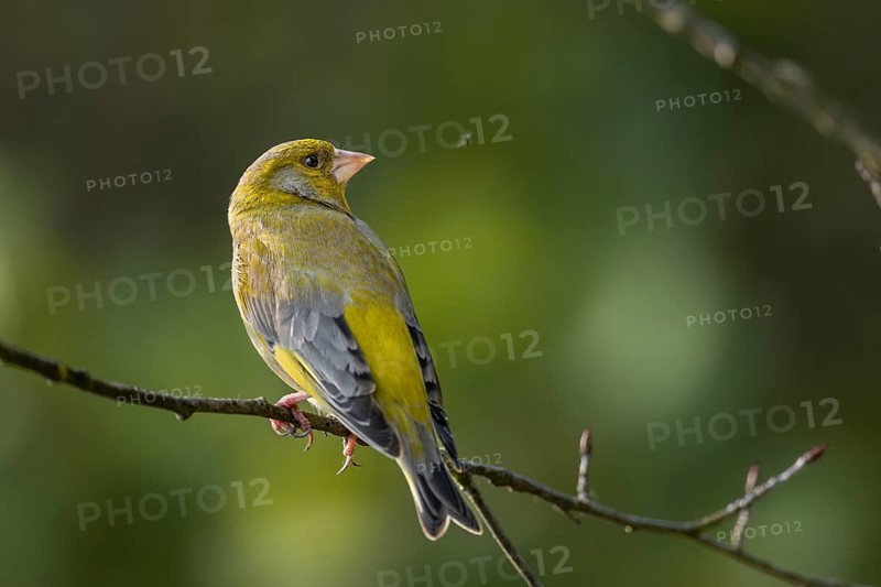 A male European greenfinch (Chloris chloris) watches a mosquito fly by / A male European greenfinch watches a mosquito fly by / Chloris chloris
