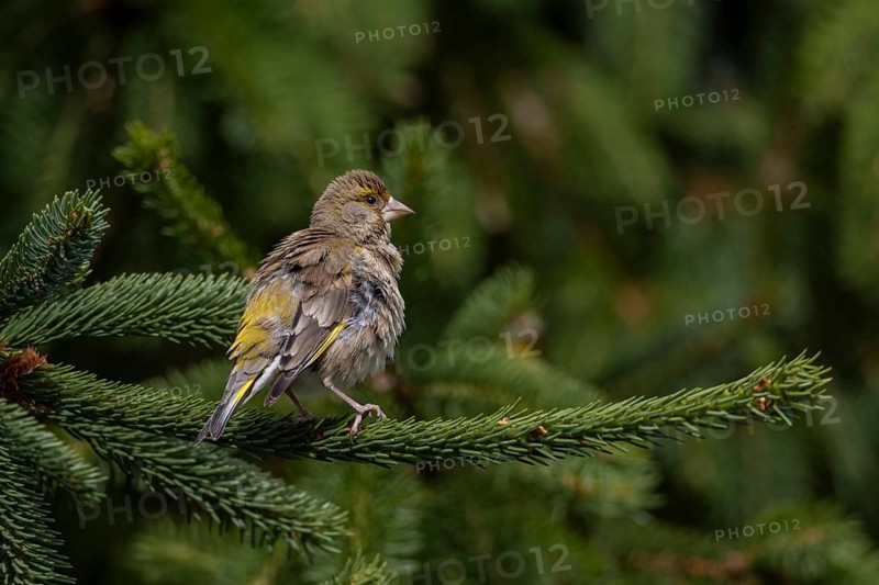 A greenfinch (Chloris chloris) female during plumage care, breeding season, Germany