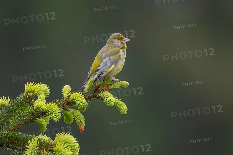 A male greenfinch (Chloris chloris) using a spruce branch as a singing platform, breeding season, Germany