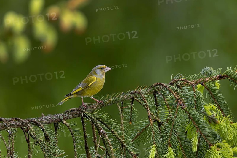The greenfinch (Chloris chloris) looks very dainty for a finch, the strong beak in comparison to the body is the most striking indication of family affiliation, breeding season, Germany