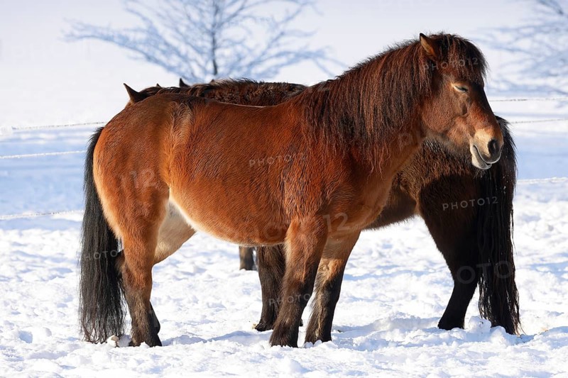 Icelandic horses (Equus islandicus) standing relaxed in winter on a meadow covered with snow, Schleswig-Holstein, Germany