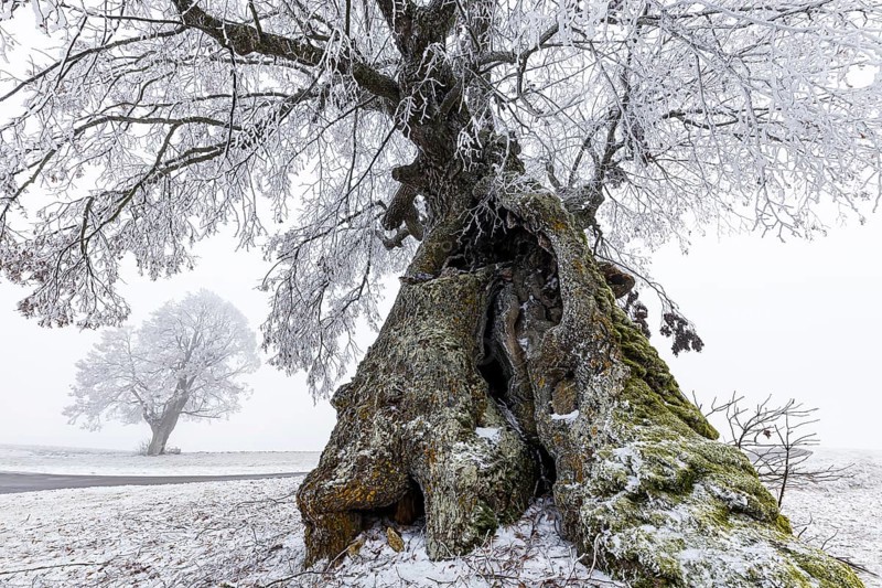 A distinctive linden tree with hoarfrost in the Swabian Jura. The Lindele natural monument in winter in Heroldstatt, Baden-Württemberg, Germany