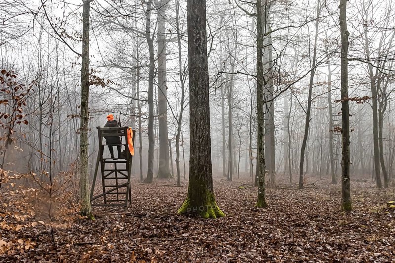 Driven hunting in Schönbuch. In autumn, hunters go hunting for wild boar and deer. Drivers in safety vests drive game through the forest. Böblingen, Baden-Württemberg, Germany