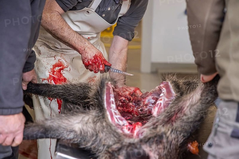 Driven hunting in Schönbuch. In autumn, hunters go hunting for wild boar and deer. After the hunt is over, the killed animals are broken up in a fair manner and the insides are removed. Böblingen, Baden-Württemberg, Germany