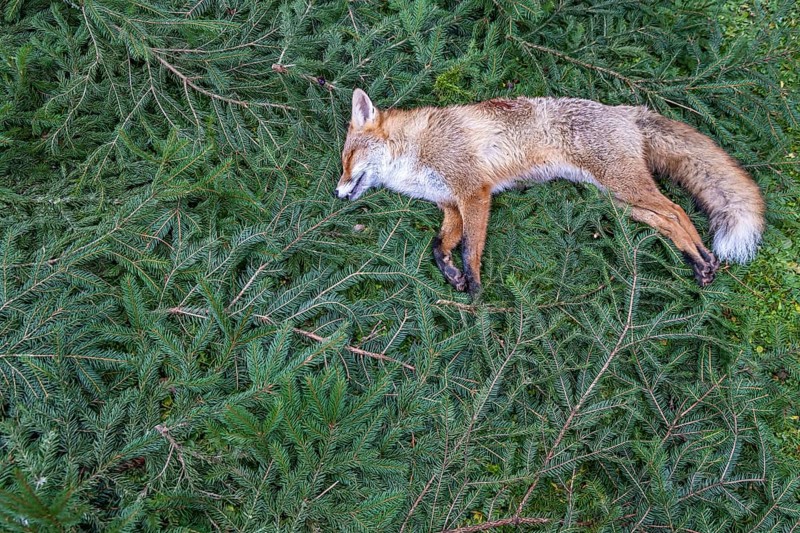 A fox killed during a driven hunt lies on pine twigs. Böblingen, Baden-Württemberg, Germany