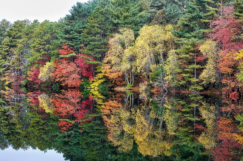 Forest with autumn leaves, Indian summer, reflection in water surface, Massachusetts, New England, USA