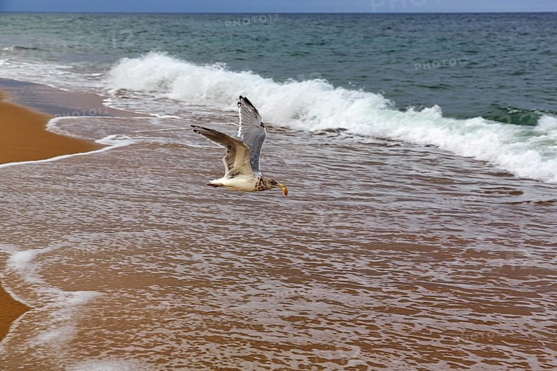 Seagull (larus) with food in its beak, flying to the sea, Provincetown, Race Point Beach, Cape Cod National Seashore, Atlantic Coast, Massachusetts, New England, USA