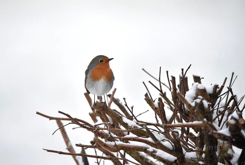 Robin (Erithacus rubecula) in a hedge in winter, Schleswig-Holstein, Germany