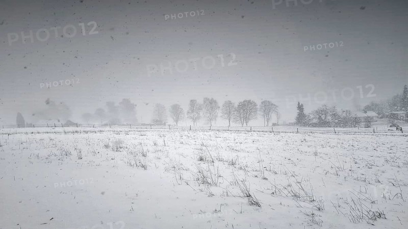 Snow-covered field with a row of trees in fog, Siegen