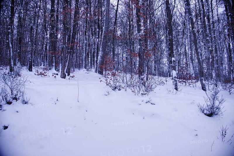 Snowy forest with bare trees, a peaceful, cold winter landscape, Siegen