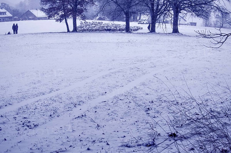 Wintery village landscape with snow-covered fields and trees, sheep in the background, quiet atmosphere, Siegen