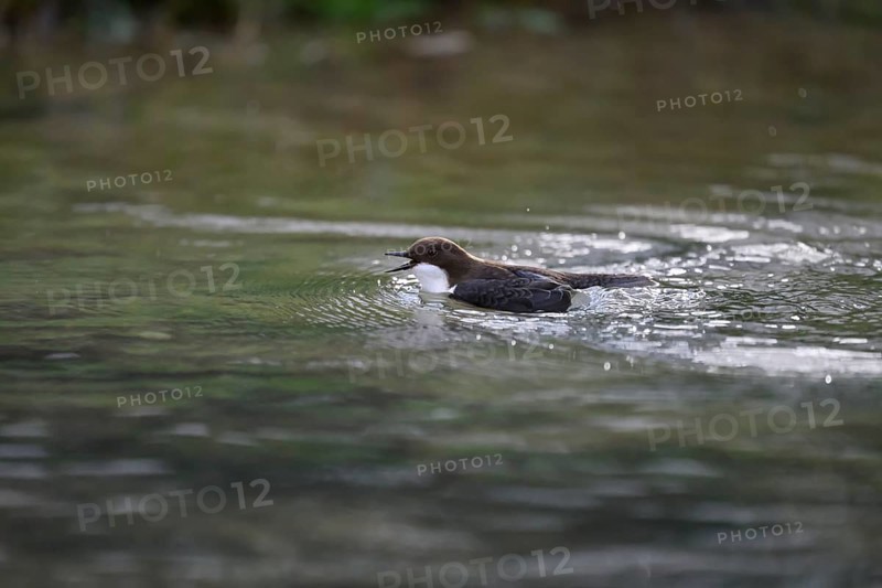A dipper (Cinclus cinclus) swimming on a flowing stream surrounded by natural surroundings, North Rhine-Westphalia, Germany