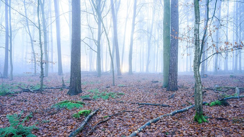 Mystical forest in fog with leaves and fern leaves on the ground, A foggy, quiet forest with autumnal leaves on the ground, Krucum, Melle, Lower Saxony, Germany
