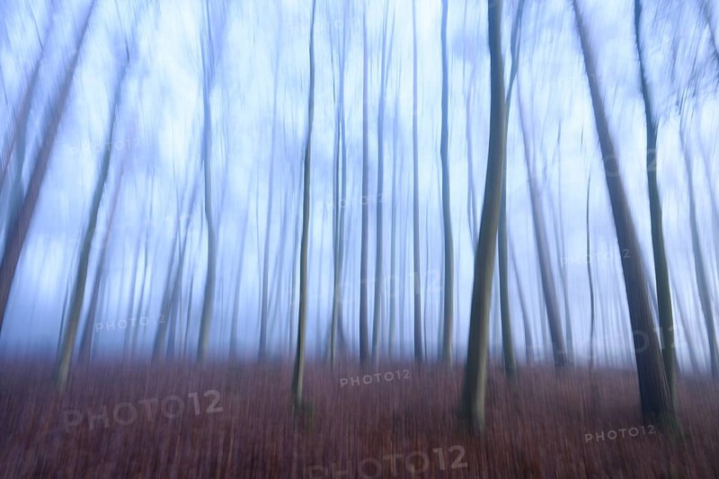 Blurred forest with bluish fog and bare trees, mystical atmosphere, abstract depiction of a forest with blurred tree trunks, Krucum, Melle, Lower Saxony, Germany
