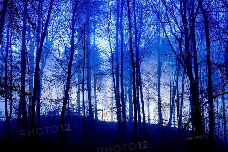 A foggy forest at night with blue lighting and gloomy atmosphere, A mystical forest in blue darkness illuminated by mysterious light, Krucum, Melle, Lower Saxony, Germany