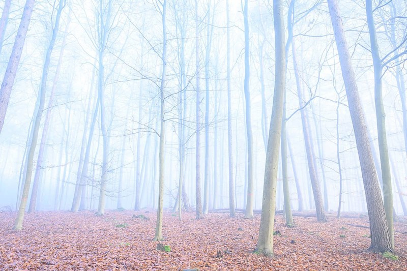 Mystical foggy forest with tall trees and autumn leaves, calming woodland with foggy, bare trees, Krucum, Melle, Lower Saxony, Germany