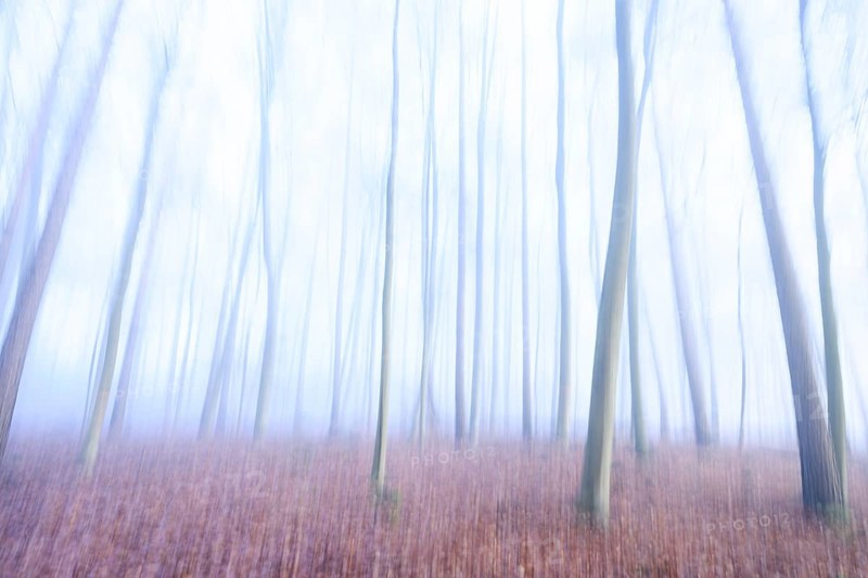 Abstract depiction of a forest in shimmering blue colors, blurred silhouettes of trees create an abstract forest scene, Krucum, Melle, Lower Saxony, Germany