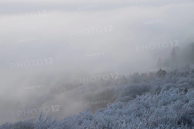 Thick fog over a snowy hilly and forest landscape, Hermannsweg an der Steinegge, Dissen am Teutoburger Wald, Lower Saxony, Germany
