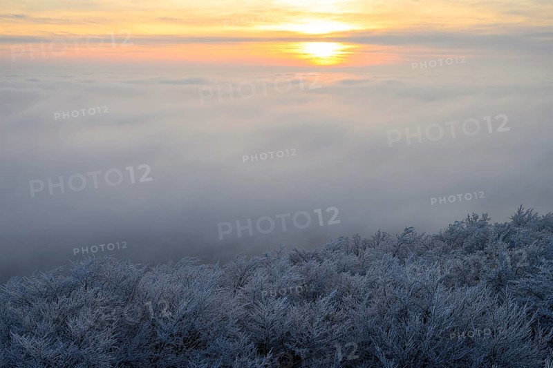 A sunrise over a foggy, wintry landscape with icy B<umkronen tops, Hermannsweg an der Steinegge, Dissen am Teutoburger Wald, Lower Saxony, Germany