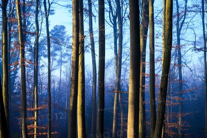 Tall trees in a forest in twilight blue light, tall trees in the bluish light of a forest, a quiet and mystical scene, Krucum, Melle, Lower Saxony, Germany