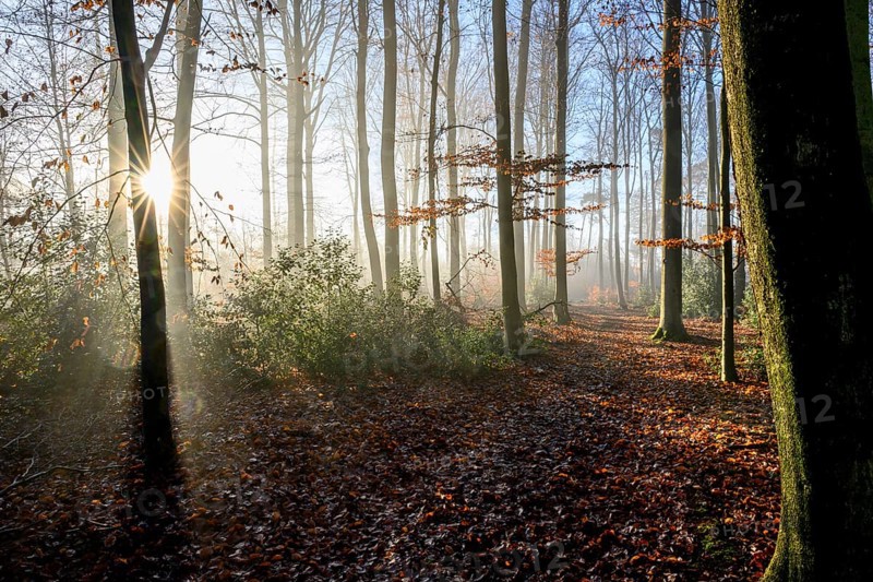 Sunlight falls through the trees of an autumn forest, A foggy forest with sun rays shining through the trees and illuminating the autumn forest floor, Krucum, Melle, Lower Saxony, Germany