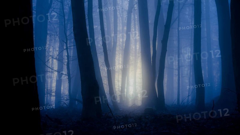 Dark forest with blue fog and rays of light through the trees, mysterious, A mystical forest at night, illuminated by a soft light through the trees, Krucum, Melle, Lower Saxony, Germany