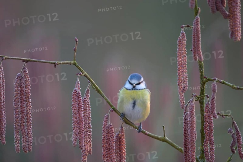 A blue tit (Cyanistes caeruleus) sits on a branch of a hazel tree (Corylus avellana) surrounded by catkins in the soft light of a spring morning, Melle, Lower Saxony, Germany