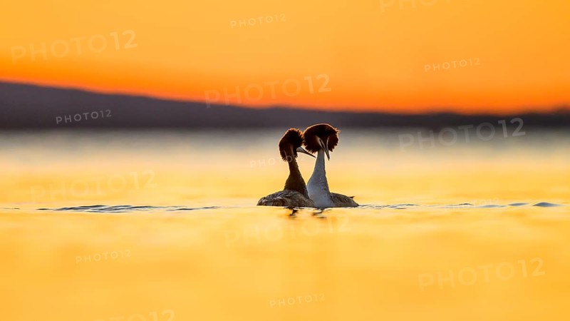 Two great crested grebes (Podiceps Scalloped ribbonfish) in the water at sunset, their silhouettes light up the picture, their silhouettes look romantic against the orange-coloured evening sky Steinhuder Meer, Lower Saxony, Germany