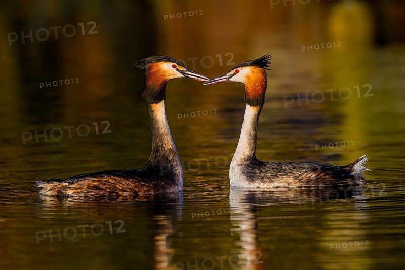 A pair of great crested grebes (Podiceps Scalloped ribbonfish) swimming close together in the water, their plumage glowing in the evening light, Steinhuder Meer, Lower Saxony, Germany