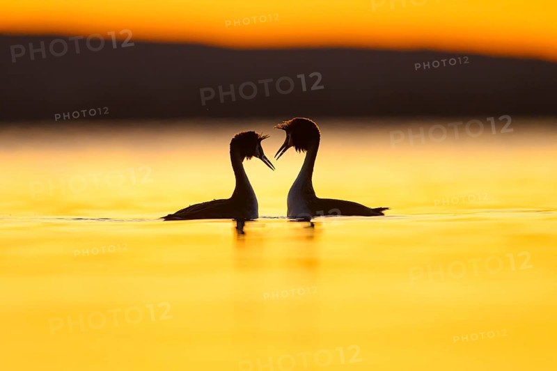Two great crested grebes (Podiceps Scalloped ribbonfish) in the water at sunset, their silhouettes light up the picture, Two birds in the water at sunset, their silhouettes look romantic, Steinhuder Meer, Lower Saxony, Germany
