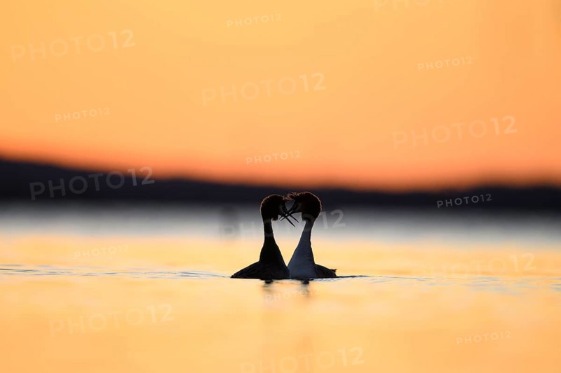 Two great crested grebes (Podiceps scalloped ribbonfish) form a heart-shaped silhouette at sunset over the water, Two birds form a heart in the water at sunset, Steinhuder Meer, Lower Saxony, Germany