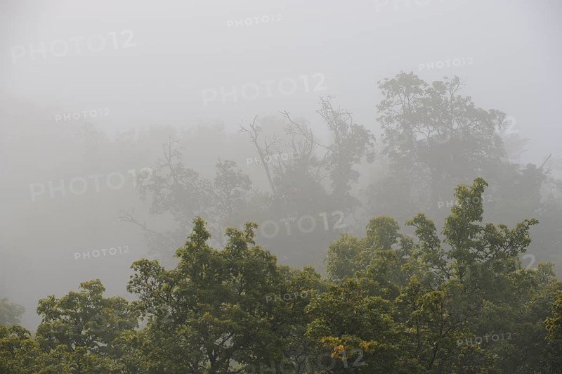 Treetops rise due to disappearance in early fog low-lying clouds in low mountain ranges, Germany