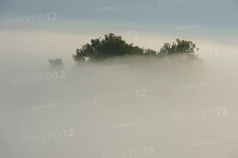 Treetop rising through early fog low-lying clouds in low mountain ranges, Germany