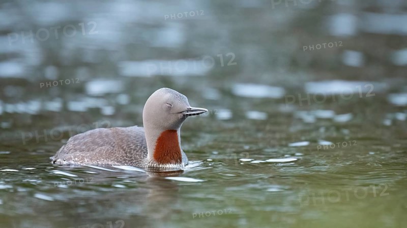 A tired red-throated diver (Gavia stellata) swims calmly with closed eyes in the water with a clear sky in the background, Örebro län, Sweden