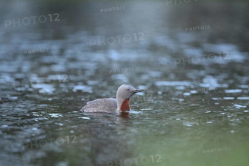 A red-throated diver (Gavia stellata) swims calmly in the water with a clear sky in the background, Örebro län, Sweden