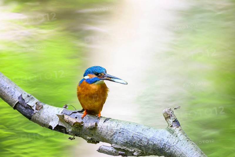 A colourful kingfisher (Alcedo atthis) sits on a branch in front of a blurred green background, Osnabrücker Land, Lower Saxony, Germany