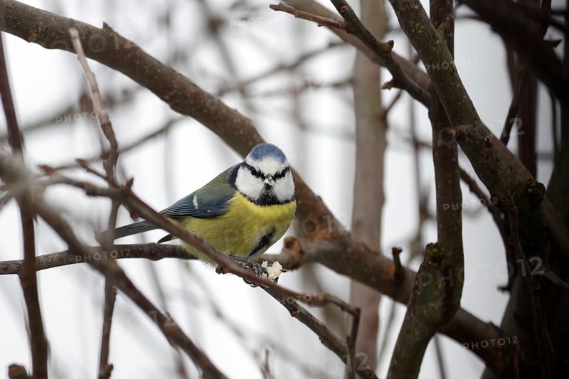 Blue tit (Cyanistes caeruleus), twigs, winter, bird feeding, hunger, Germany, The tit sits in a tree and holds a peanut kernel in its claws