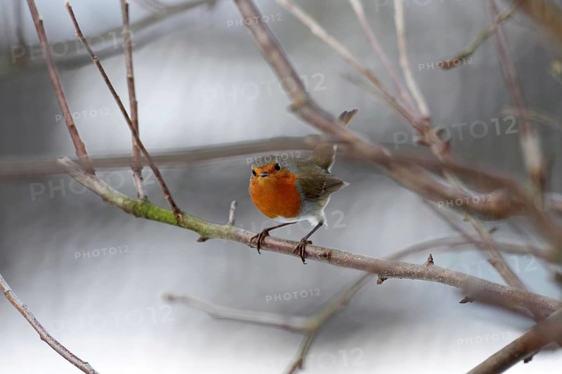 Robin (Erithacus rubecula), tree, winter, Germany, The bird with its orange-red breast sits on a bare branch
