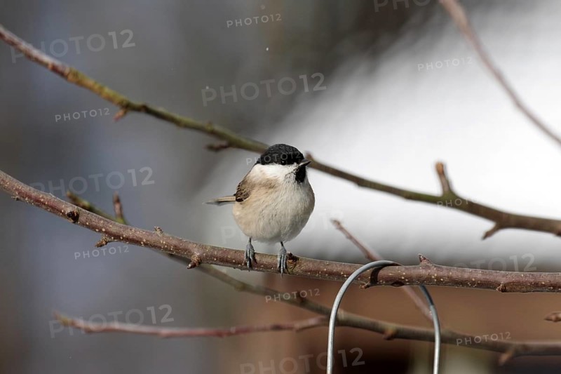 Marsh tit (Poecile palustris), winter, tree, Germany, Cute bird with its typical black feathers on the head