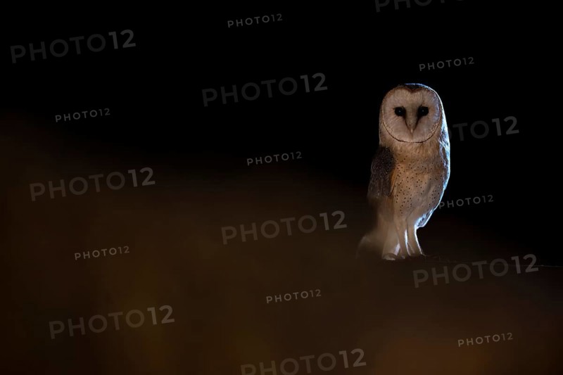A barn owl (Tyto alba) sits in a dark environment and radiates a mysterious atmosphere, East Westphalia, North Rhine-Westphalia, Germany