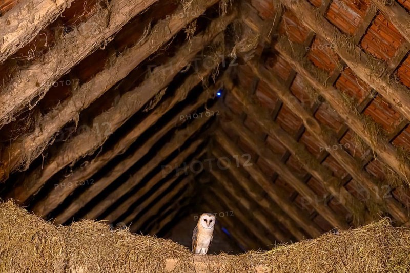 A barn owl (Tyto alba) sits quietly in the loft of an old barn surrounded by hay in a rustic, wood-lined attic, East Westphalia, North Rhine-Westphalia, Germany