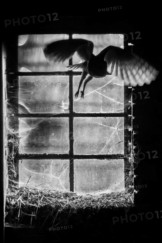 A Common barn owl (Tyto alba) l flies shadowily and mysteriously through an old window Stable window with divided panes with cobwebs in a high-contrast black and white photograph, East Westphalia, North Rhine-Westphalia, Germany