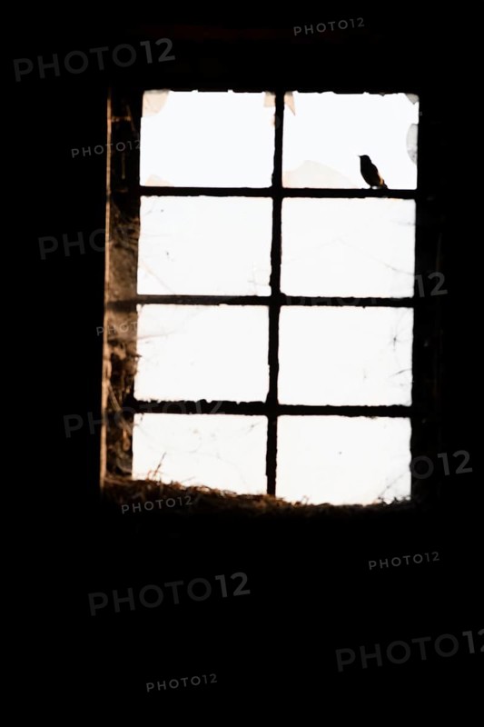 A small bird sits shadowy and secretly in front of an old window Stable window with split panes with cobwebs in a contrasting black and white photo, East Westphalia, North Rhine-Westphalia, Germany