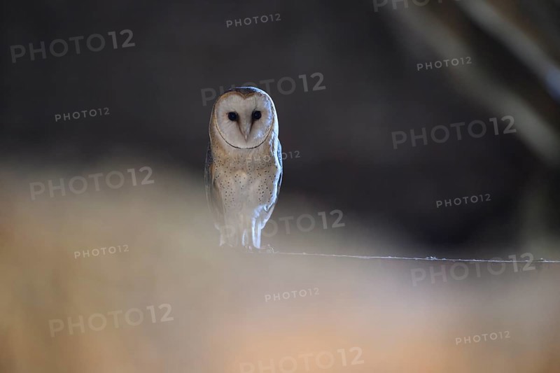 A barn owl (Tyto alba) sits quietly in the darkness and radiates peace and mysticism, East Westphalia, North Rhine-Westphalia, Germany