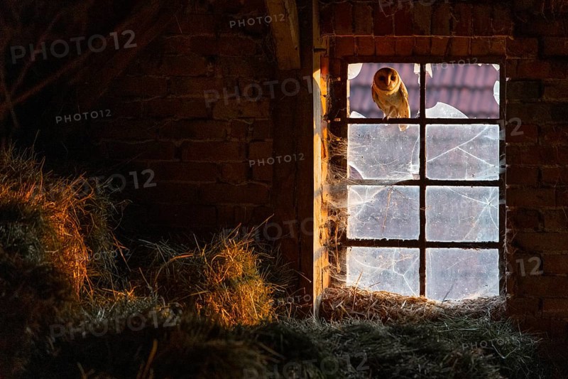 A barn owl (Tyto alba) sits in an old barn window with broken glass panes in the loft of an old barn surrounded by hay in a rustic, wood-lined attic, the light shimmers through the clouded and cobwebbed and cracked old glass panes, East Westphalia, North Rhine-Westphalia, Germany