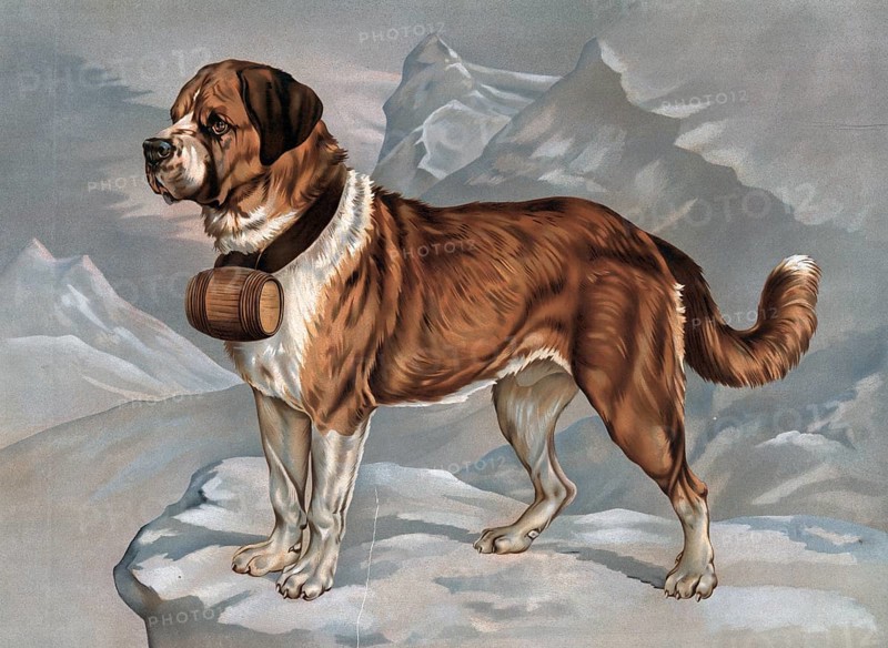 Saint Bernard or St. Bernard dog breed, here as a rescue dog with keg on the collar, legend, A Saint Bernard standing watchfully on a snowy mountain ledge with a barrel on his neck, authentic reproduction of a school wall painting, historical, around 1900