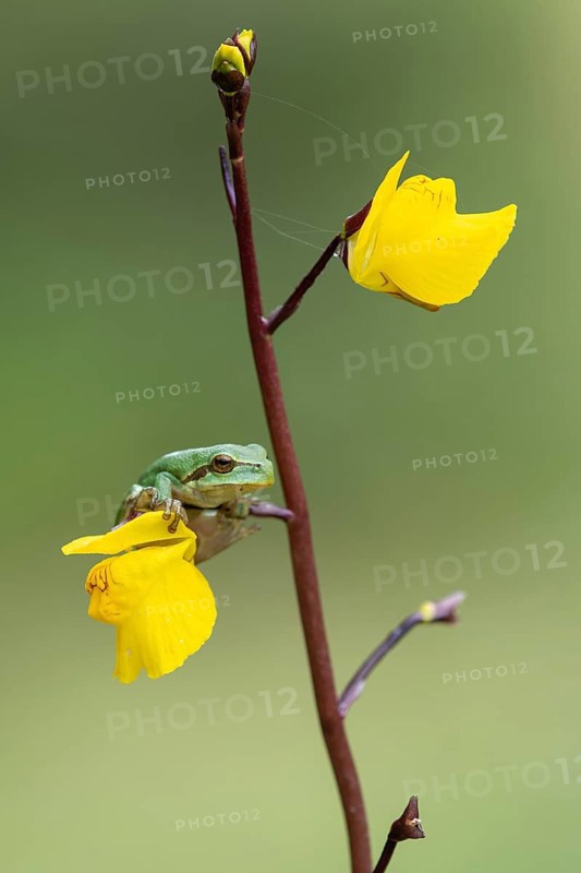 European tree frog (Hyla arborea), Zandvort, Netherlands