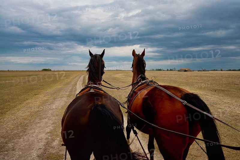 View over two Horses pulling a cart in the puszta, Hungary