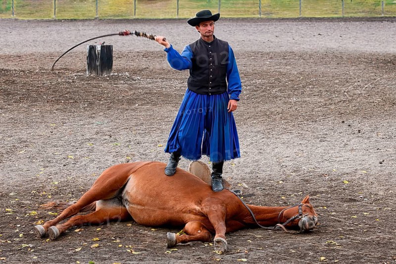 Obedience demonstration between a man and his horse, Puszta, Hungary